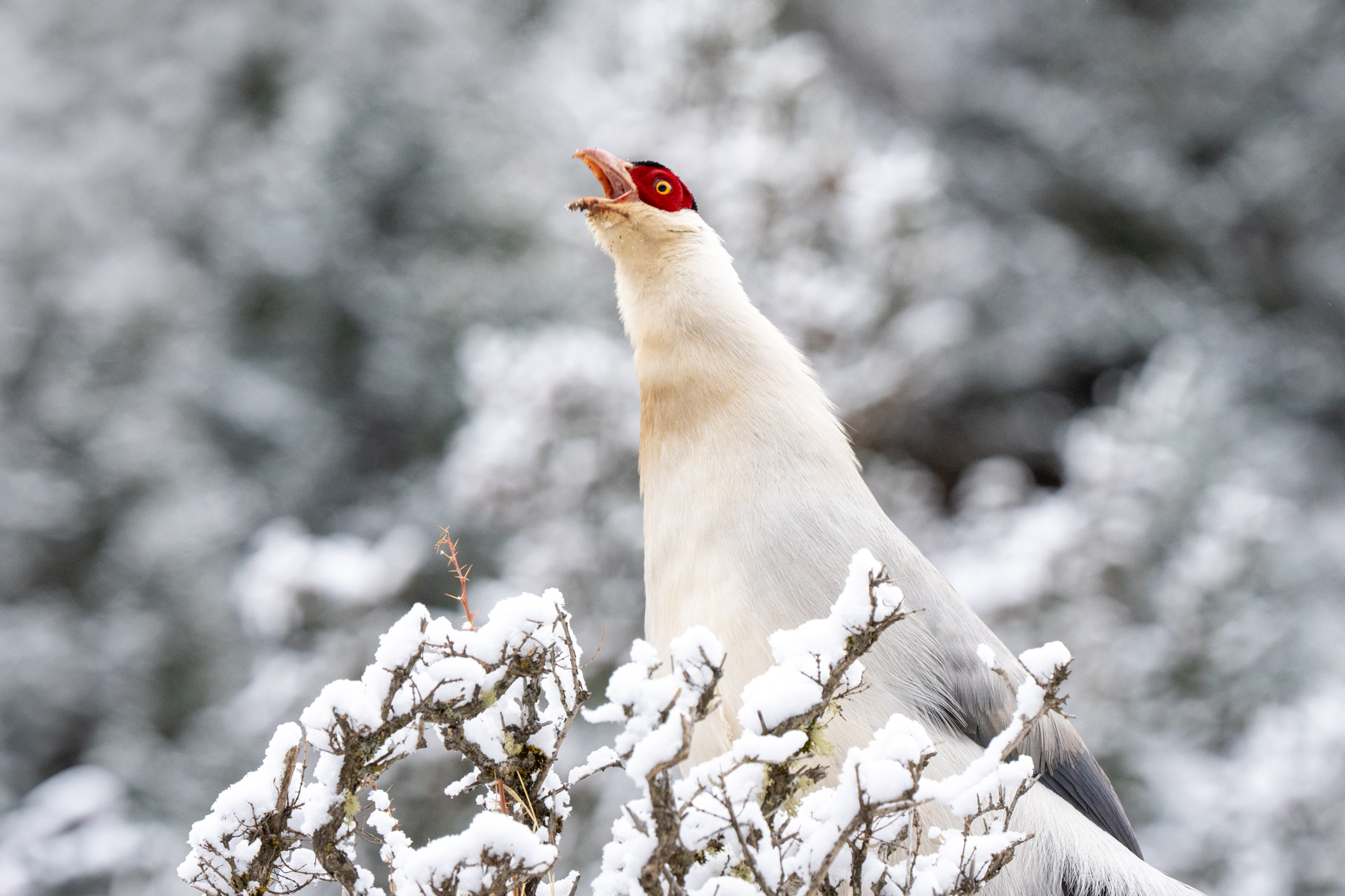 White Eared Pheasant (image by Inger Vandyke)