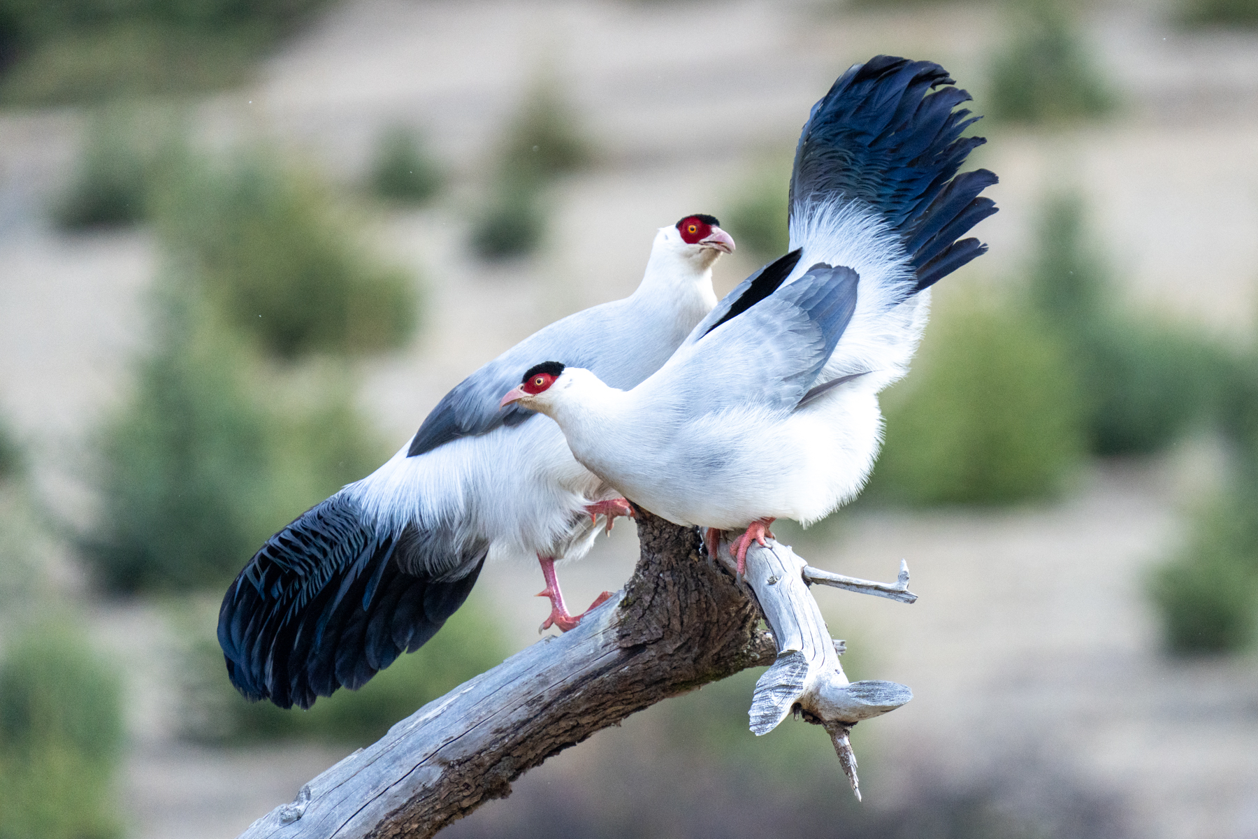 White Eared Pheasants (image by Inger Vandyke)