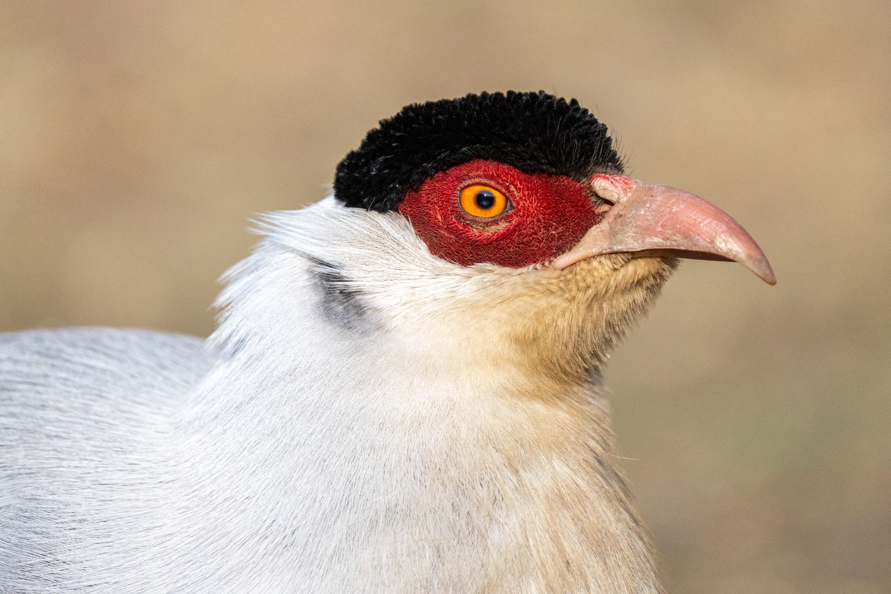 White Eared Pheasant (image by Inger Vandyke)