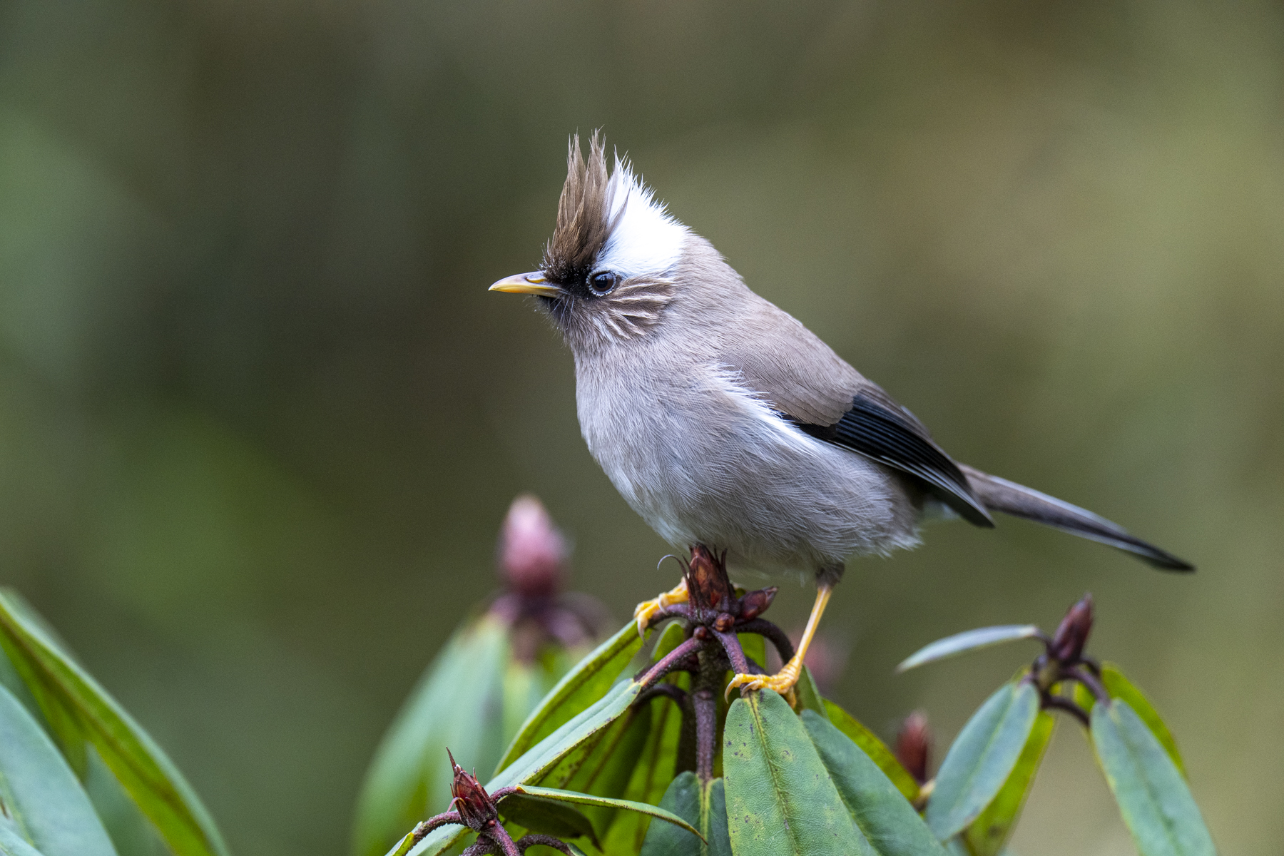 White-collared Yuhina (image by Mark Beaman)