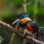 American Pygmy Kingfisher (image by Fito Downs)