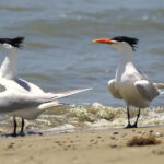 American Royal Tern (image by Eustace Barnes)