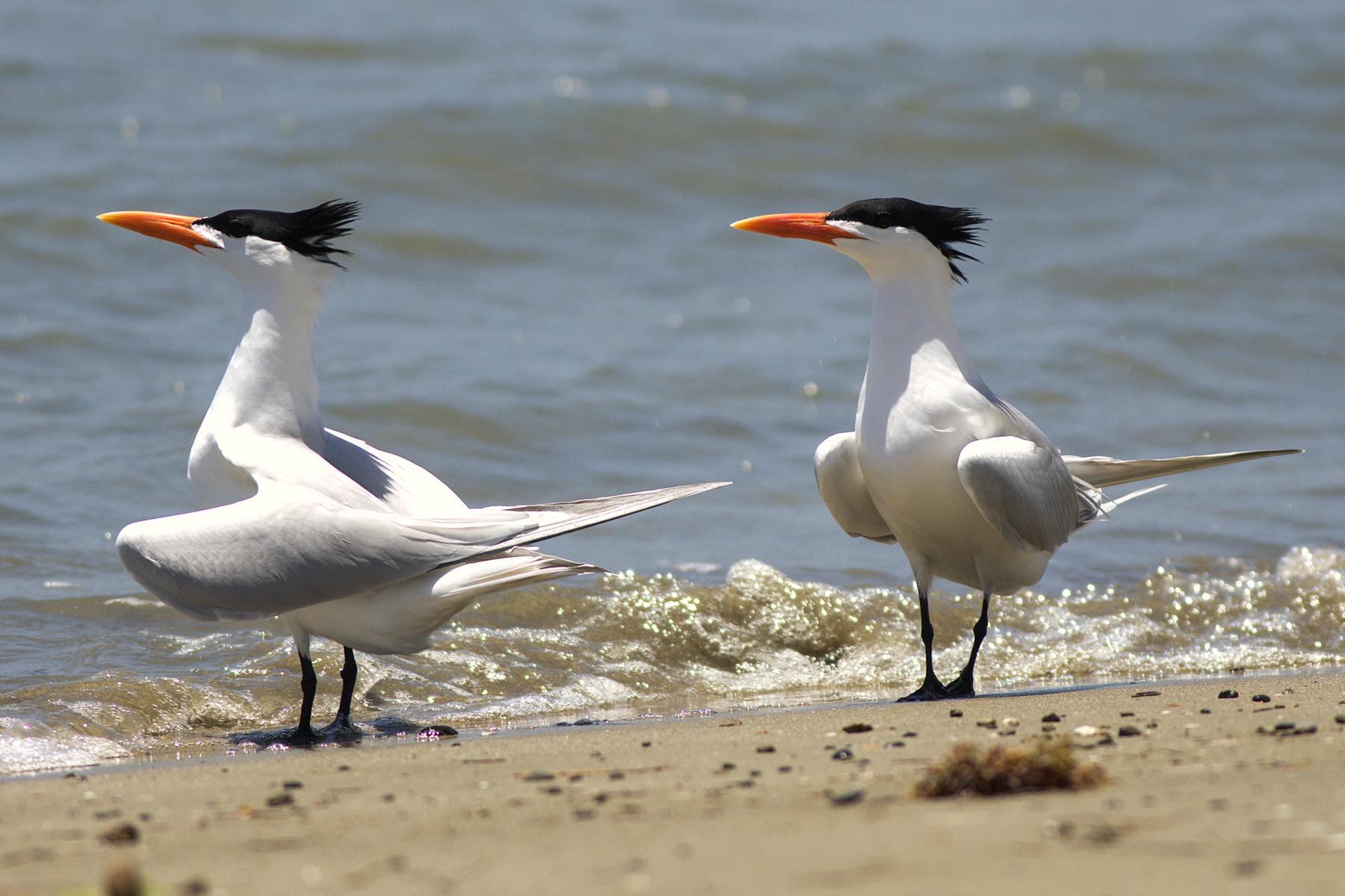 American Royal Tern (image by Eustace Barnes)