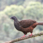 Andean Guan (image by Trevor Ellery)