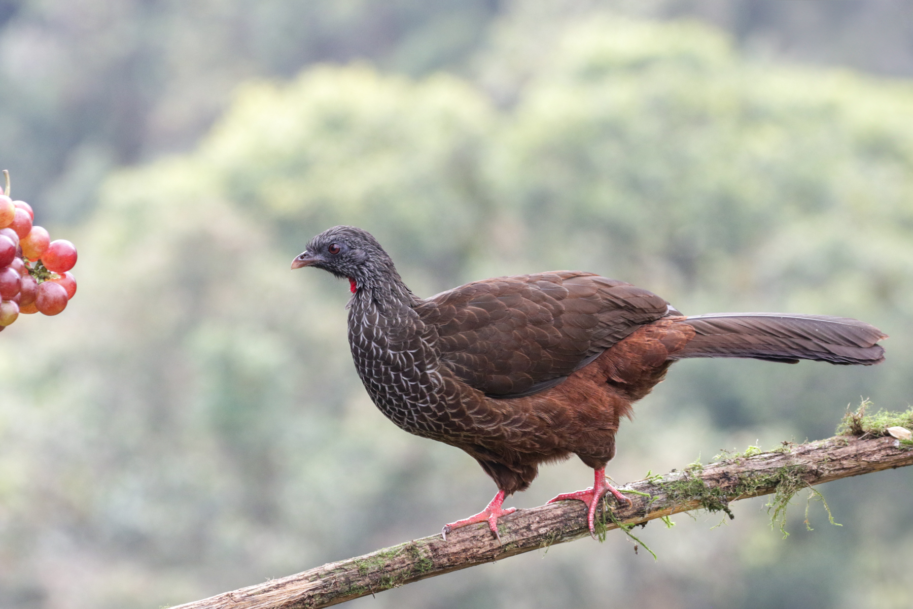 Andean Guan (image by Trevor Ellery)