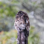 Andean Potoo (image by Trevor Ellery)