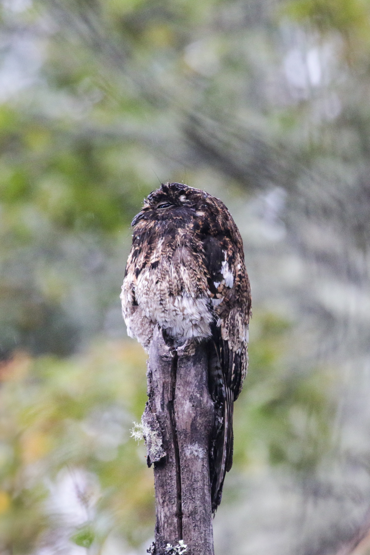 Andean Potoo (image by Trevor Ellery)