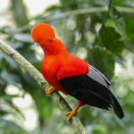 Andean-cock-of-the-rock (image by Trevor Ellery)