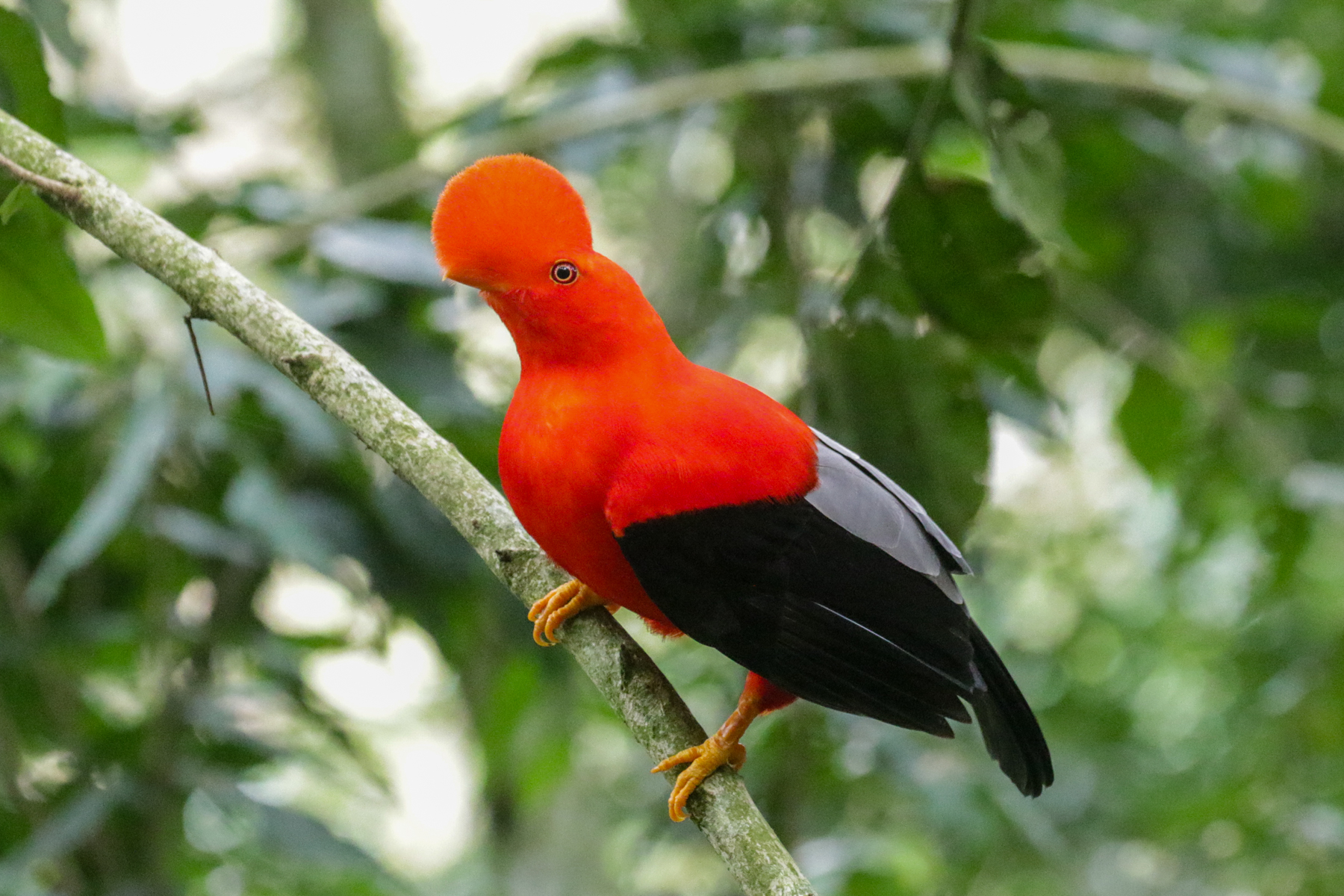 Andean-cock-of-the-rock (image by Trevor Ellery)