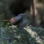 Annam Limestone Babbler (image by Dáni Balla)