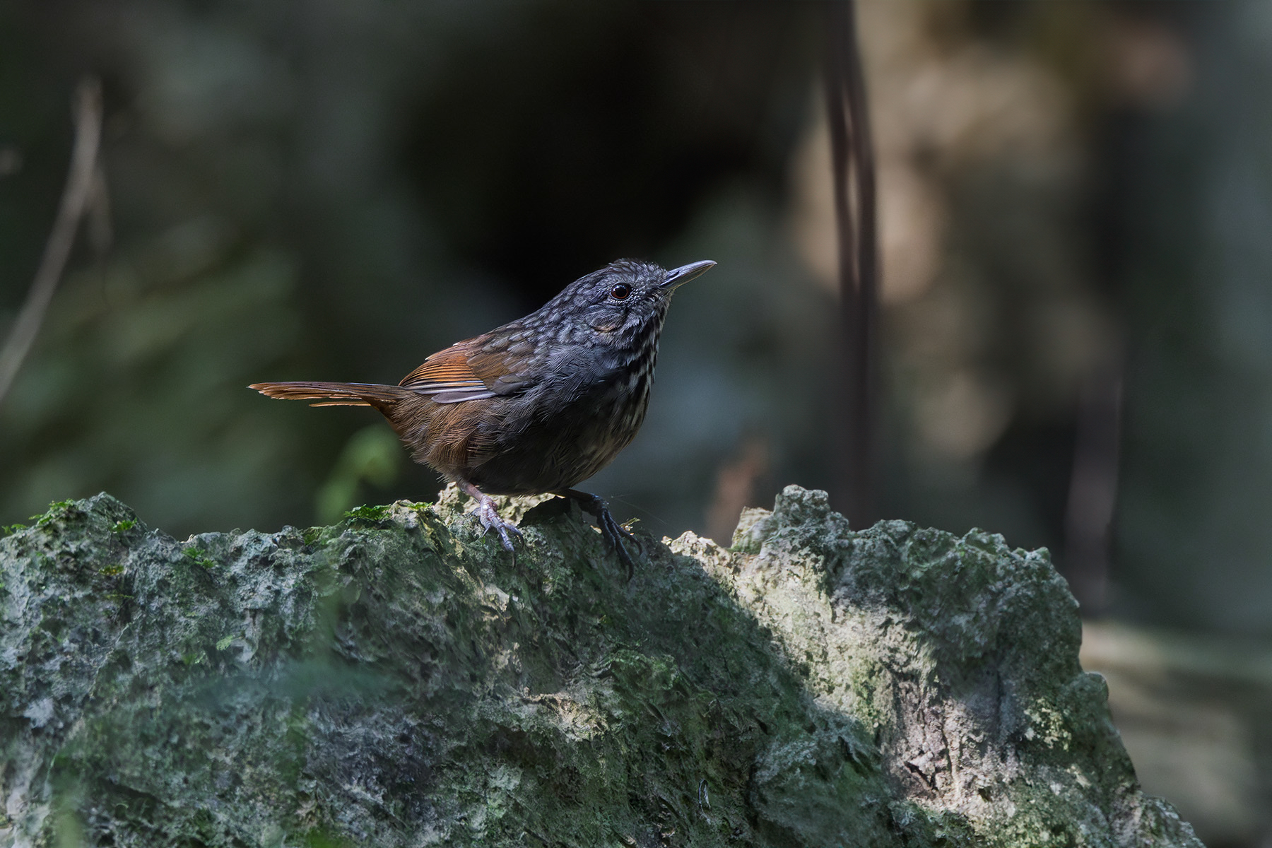Annam Limestone Babbler (image by Dáni Balla)