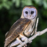 Ashy-faced Owl (image by Eustace Barnes)