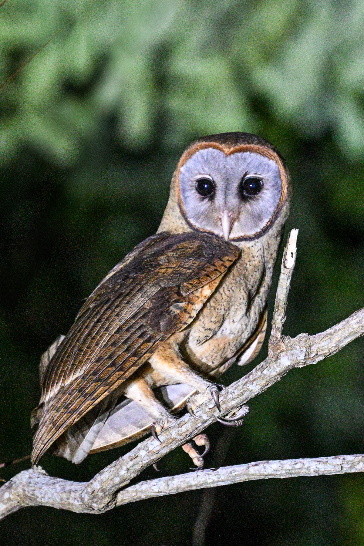 Ashy-faced Owl (image by Eustace Barnes)