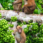 Assamese Macaque (image by Dave Farrow)