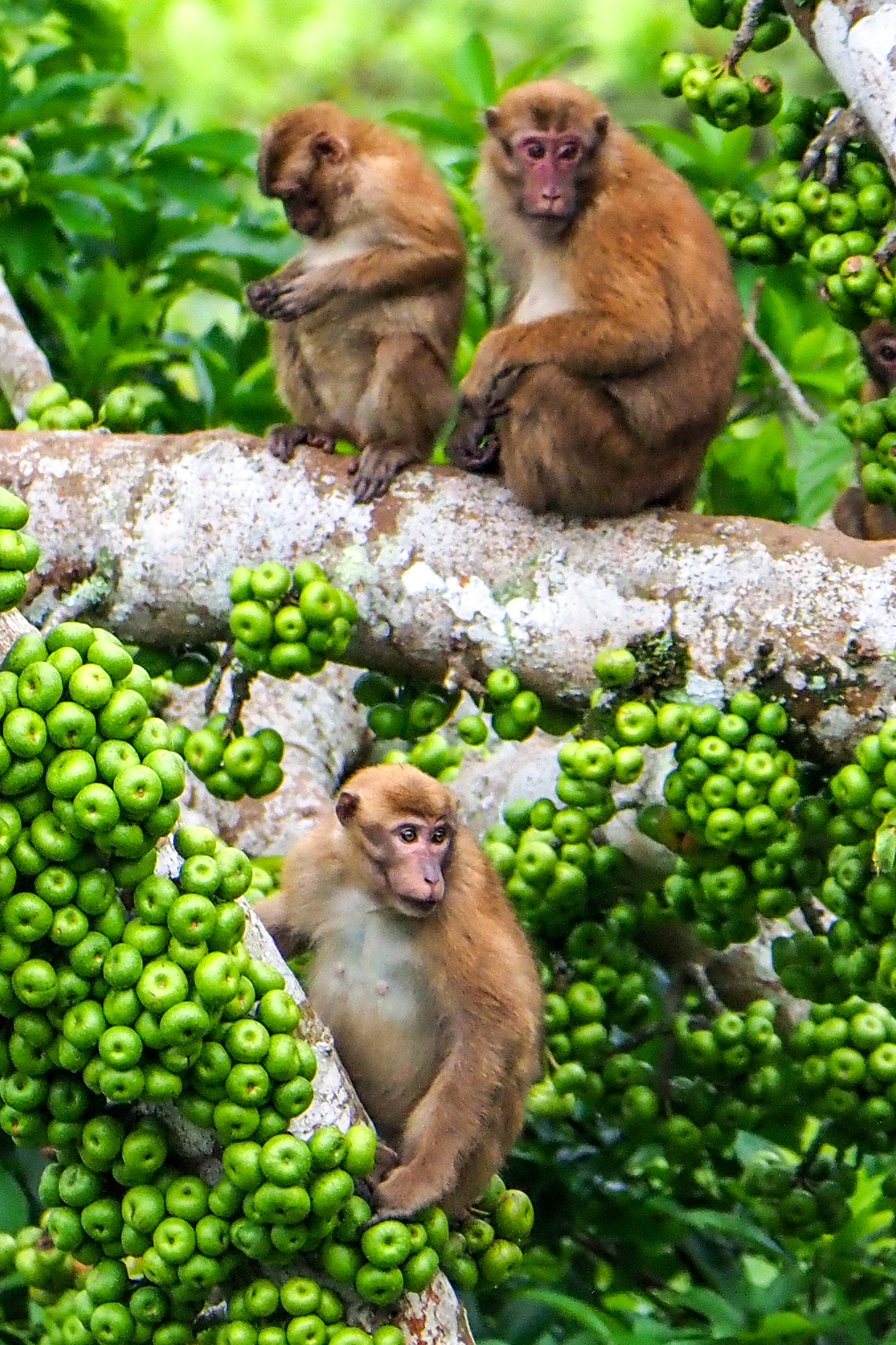 Assamese Macaque (image by Dave Farrow)