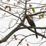 Austen's Brown Hornbill (image by Dáni Balla)