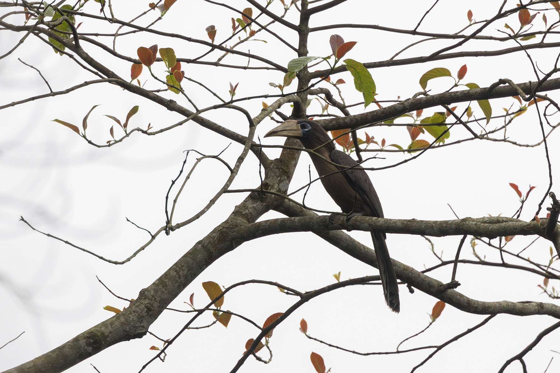 Austen's Brown Hornbill (image by Dáni Balla)