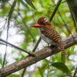 Banded Kingfisher (image by Dáni Balla)