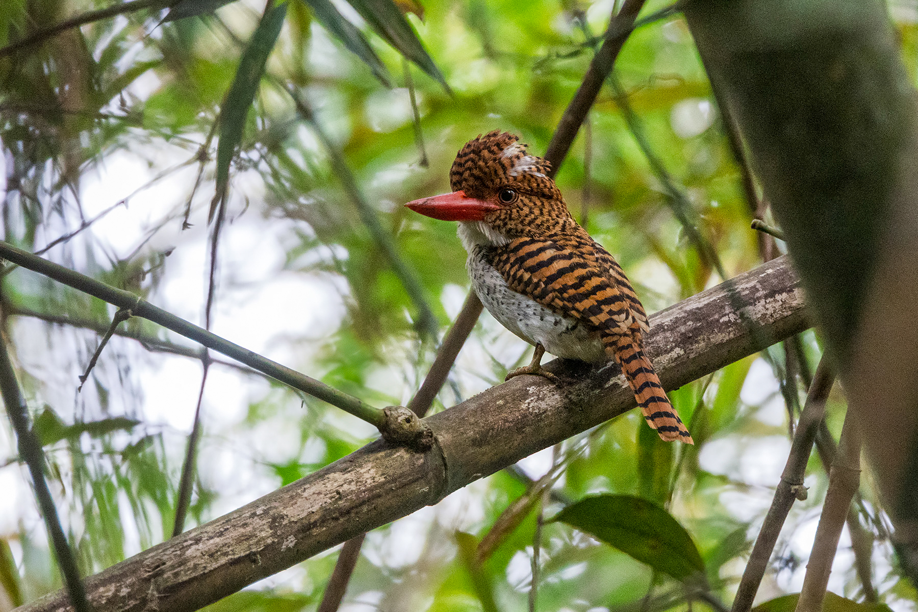 Banded Kingfisher (image by Dáni Balla)