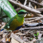 Bar-bellied Pitta (image by Dáni Balla)