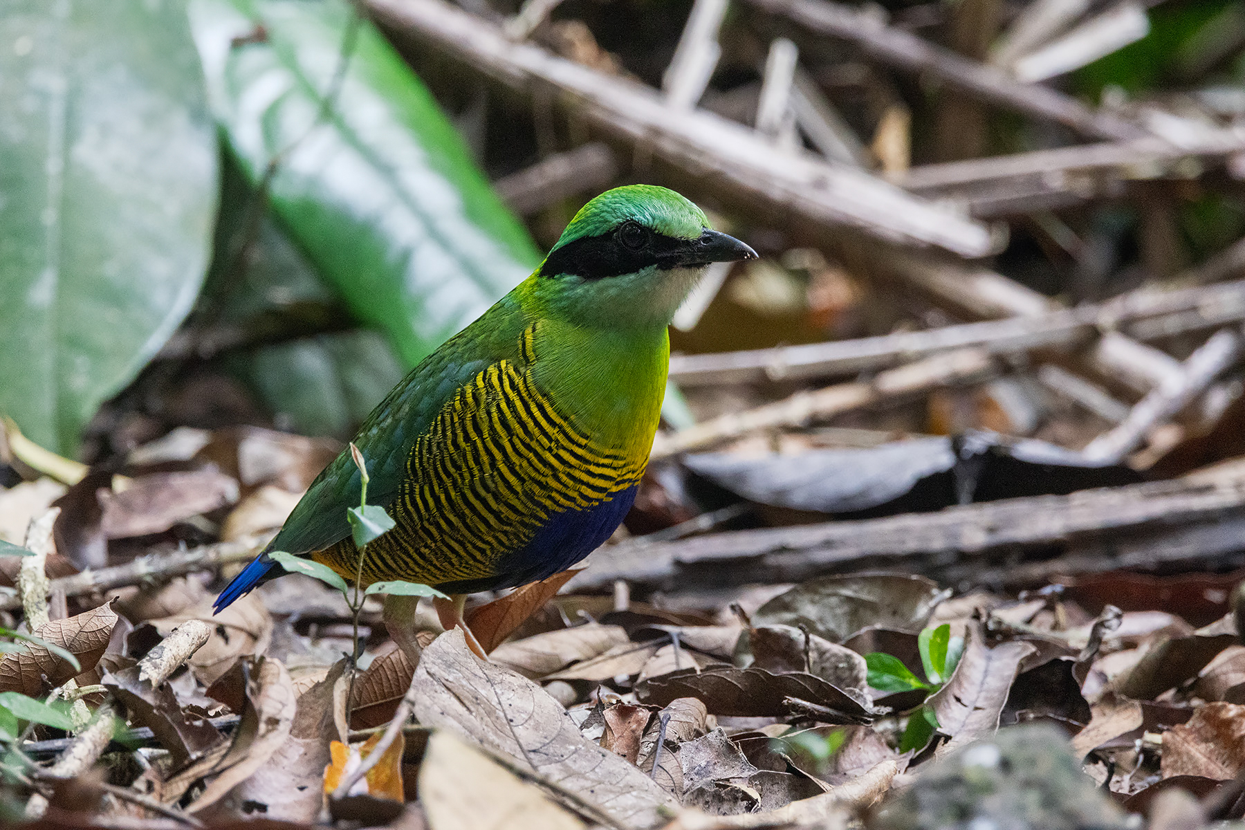 Bar-bellied Pitta (image by Dáni Balla)