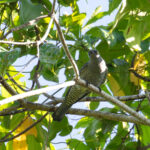 Barred Cuckooshrike (image by Diedert Koppenol)