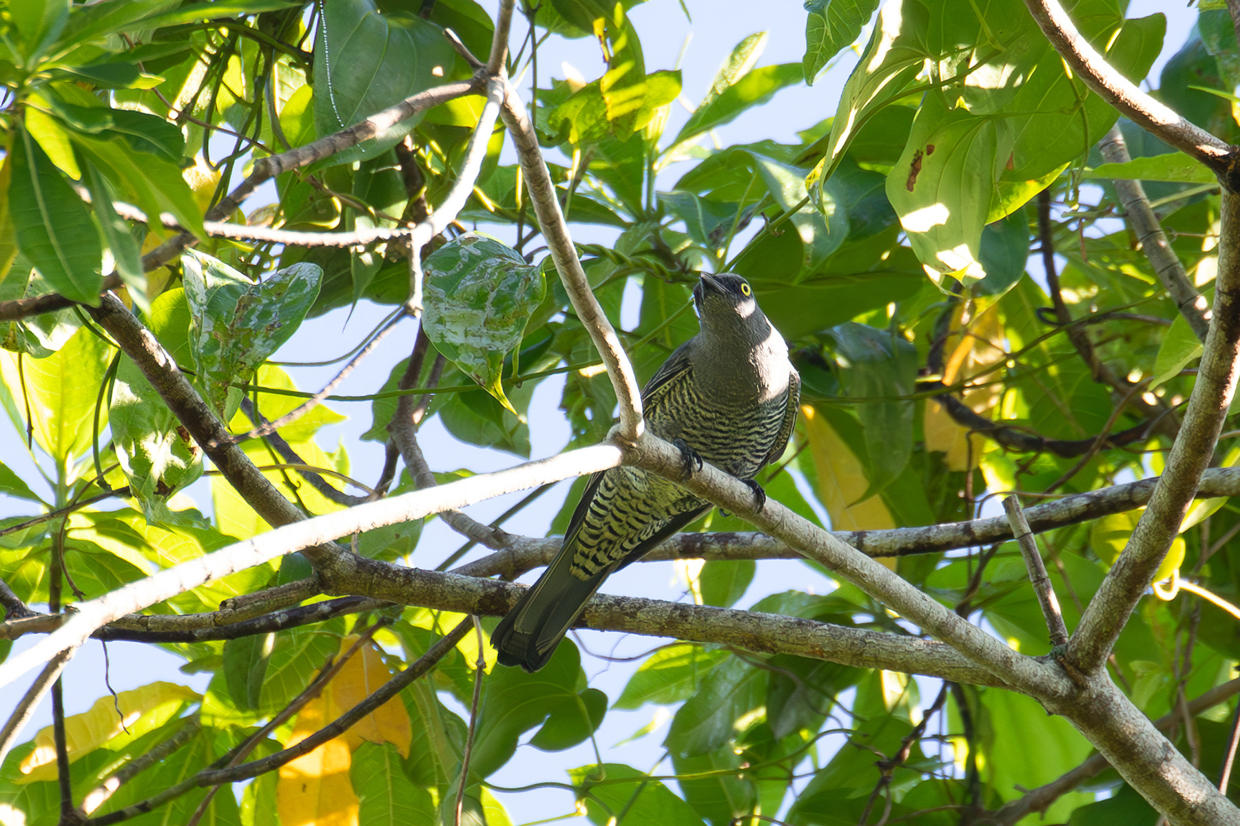 Barred Cuckooshrike (image by Diedert Koppenol)