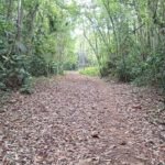 Birding one of the trails on Guadalcanal (image by Diedert Koppenol)