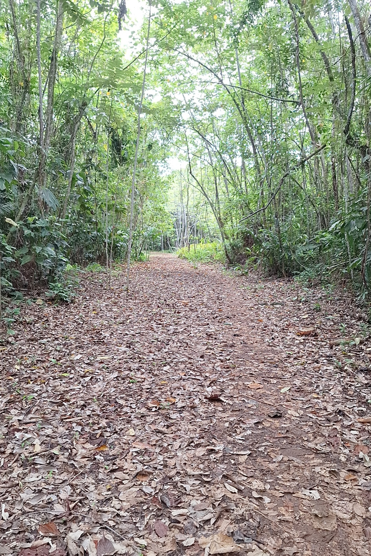 Birding one of the trails on Guadalcanal (image by Diedert Koppenol)