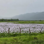 Black Morass Wetlands (image by Eustace Barnes)