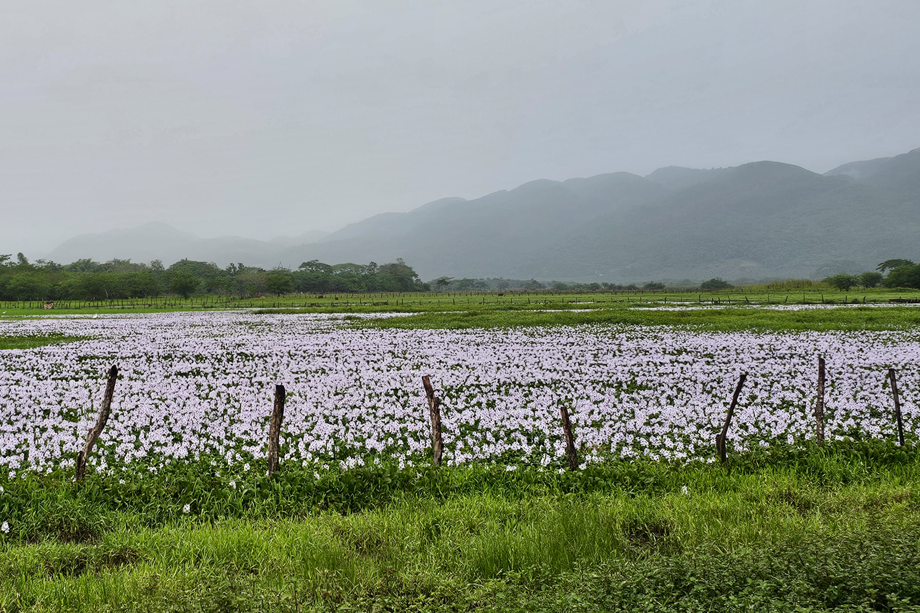 Black Morass Wetlands (image by Eustace Barnes)