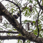 Black-and-buff Woodpecker (image by Dáni Balla)