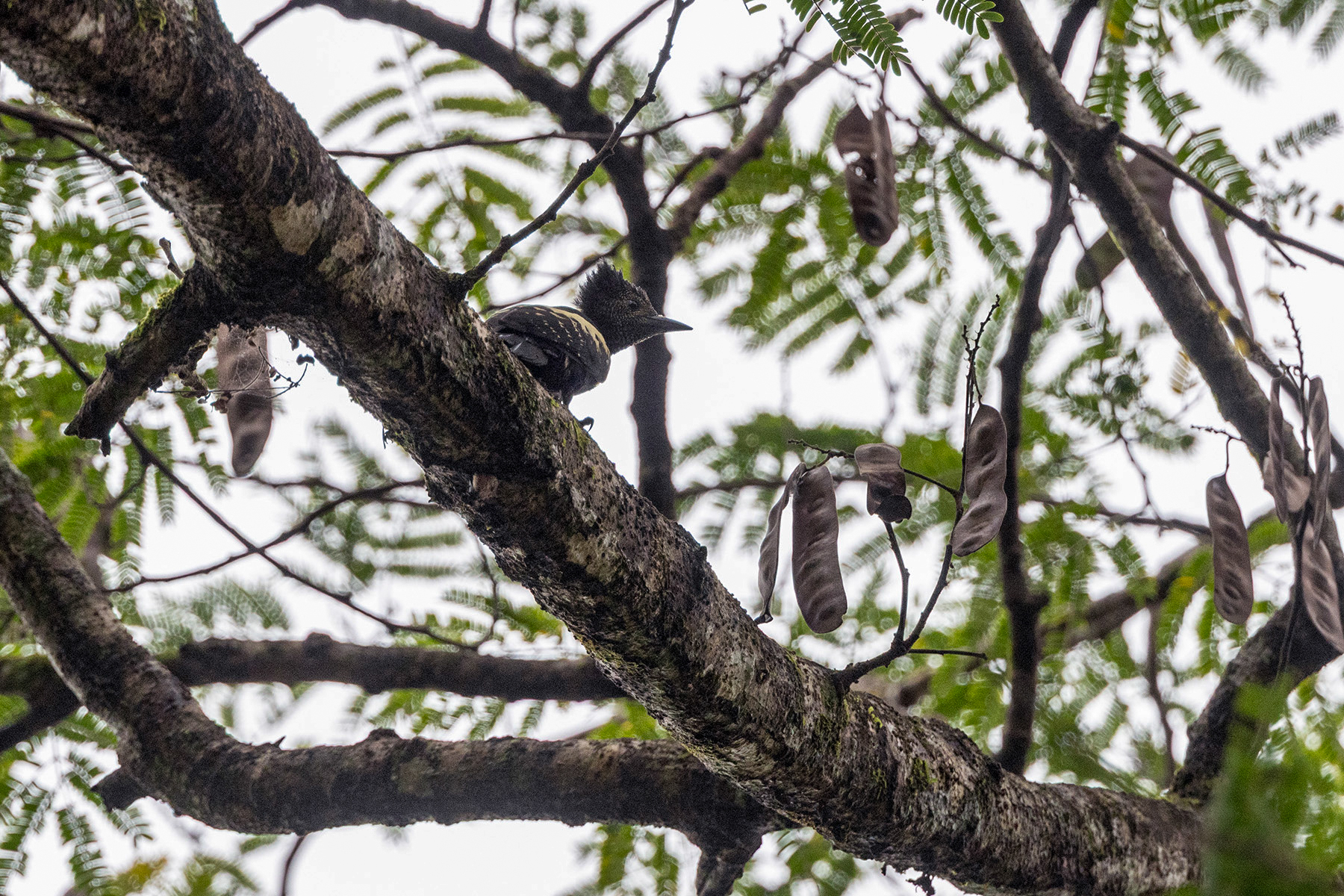Black-and-buff Woodpecker (image by Dáni Balla)