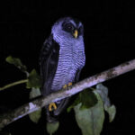 Black-and-white Owl (image by Fito Downs)