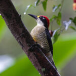 Black-cheeked Woodpecker (image by Trevor Ellery)