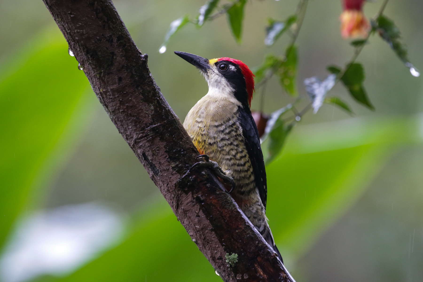 Black-cheeked Woodpecker (image by Trevor Ellery)