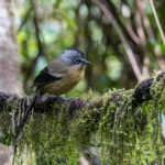 Black-crowned Barwing (image by Dáni Balla)