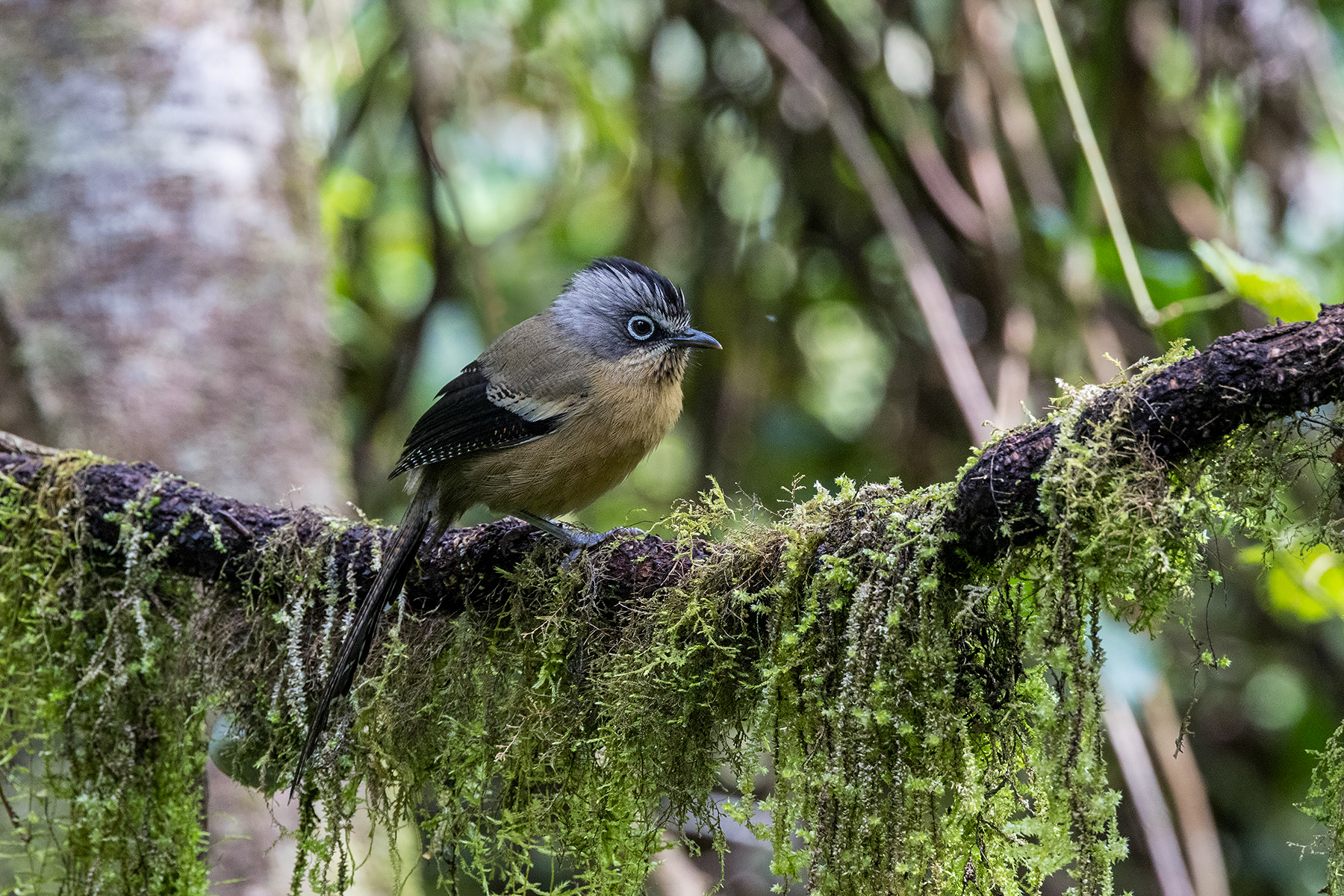 Black-crowned Barwing (image by Dáni Balla)