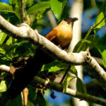 Black-faced Coucal (image by Ivan Sarenas)