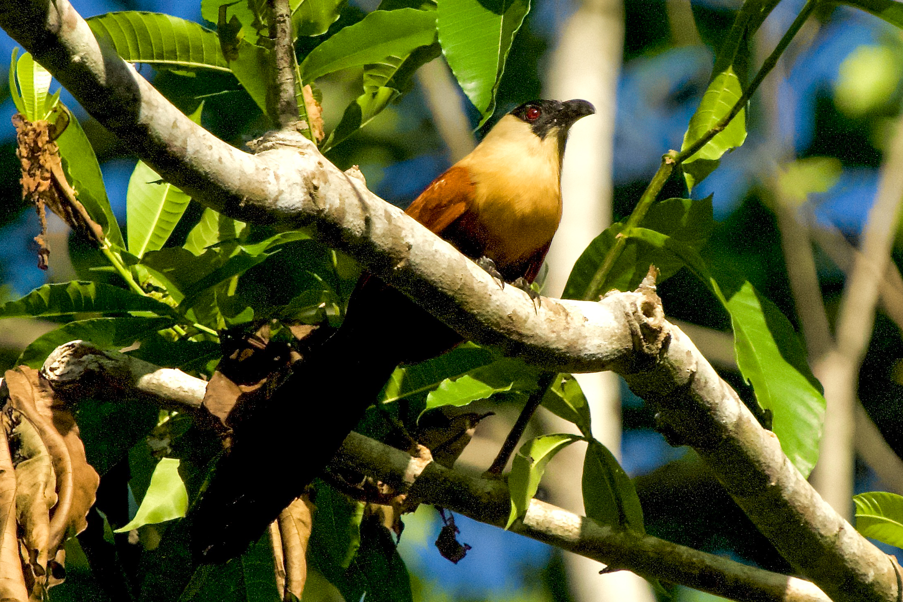 Black-faced Coucal (image by Ivan Sarenas)