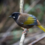 Black-faced Laughingthrush (image by Dáni Balla)