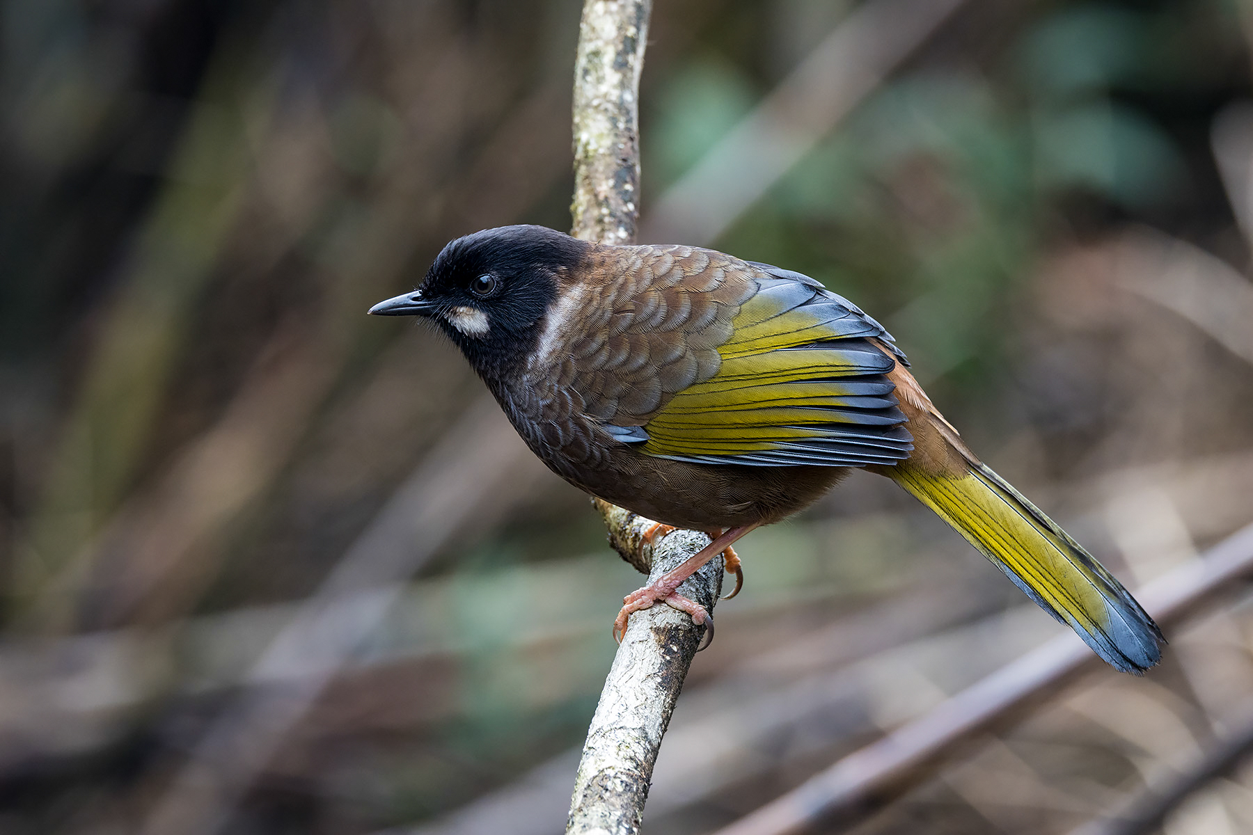 Black-faced Laughingthrush (image by Dáni Balla)