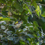 Black-headed Parrotbill (image by Dáni Balla)