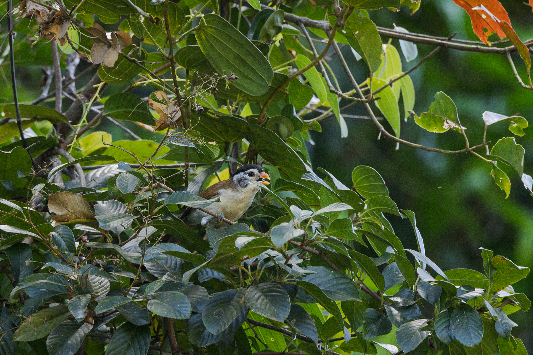 Black-headed Parrotbill (image by Dáni Balla)