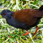 Black-tailed Crake (image by Dave Farrow)