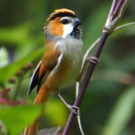 Black-throated Parrotbill (image by Dave Farrow)