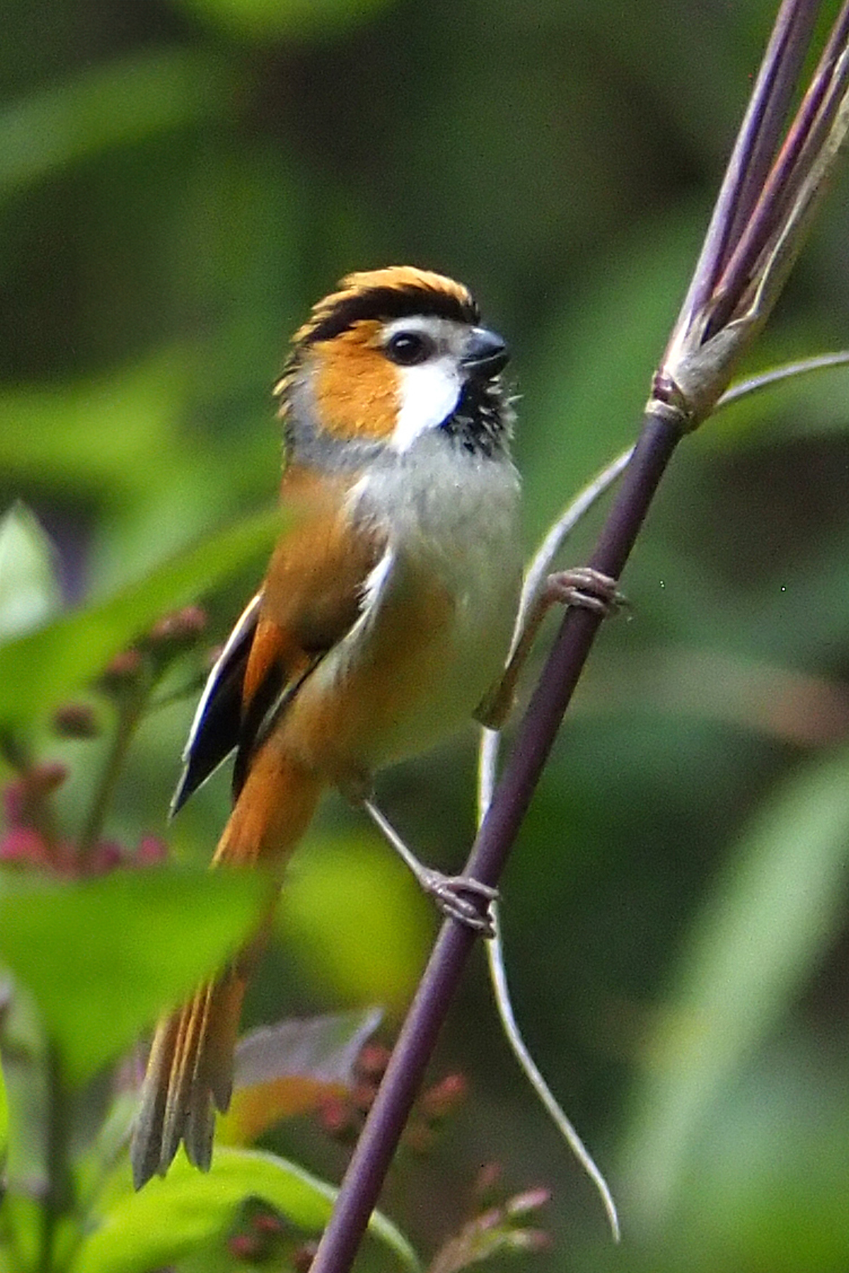 Black-throated Parrotbill (image by Dave Farrow)
