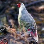 Blood Pheasant (image by Dave Farrow)
