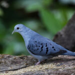 Blue Ground Dove (image by Trevor Ellery)