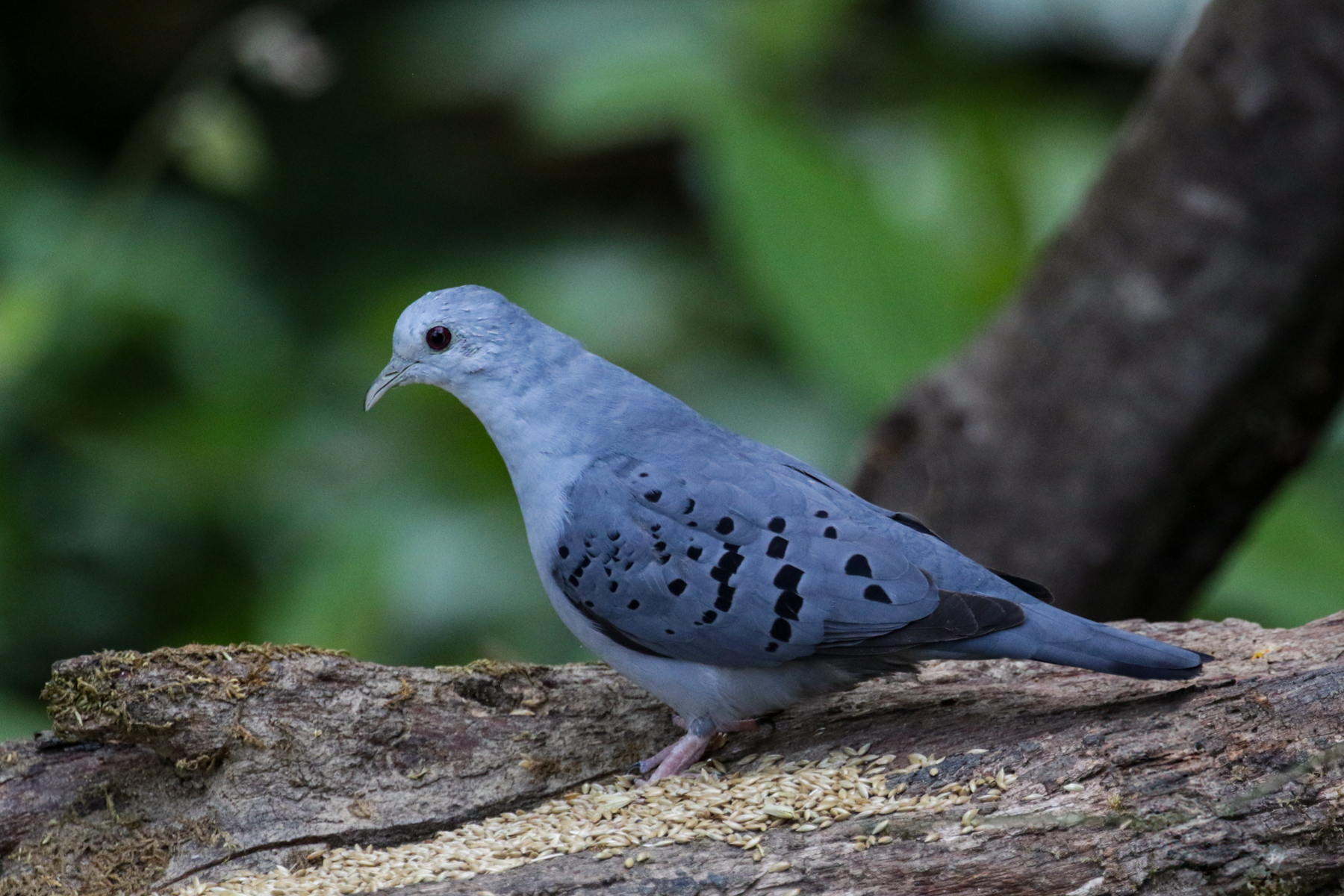 Blue Ground Dove (image by Trevor Ellery)